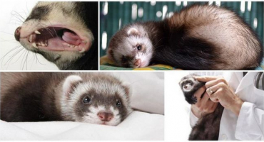 Příznaky fretek a co dělat doma